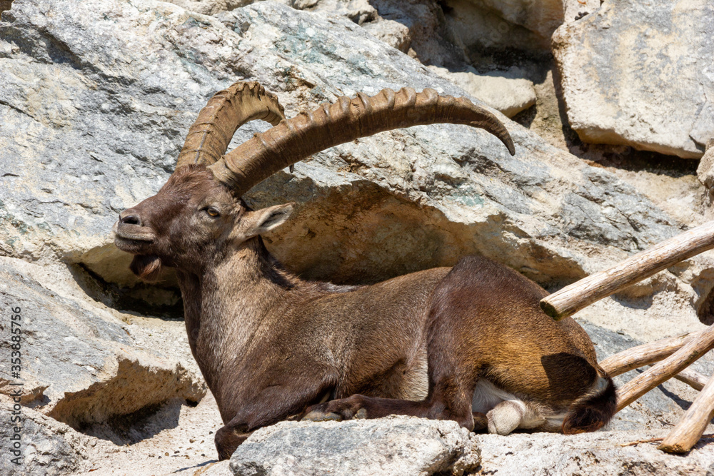 Alpine Ibex basking in sunlight on rocky hills Alpine Ibex basking in sunlight on rocky hills