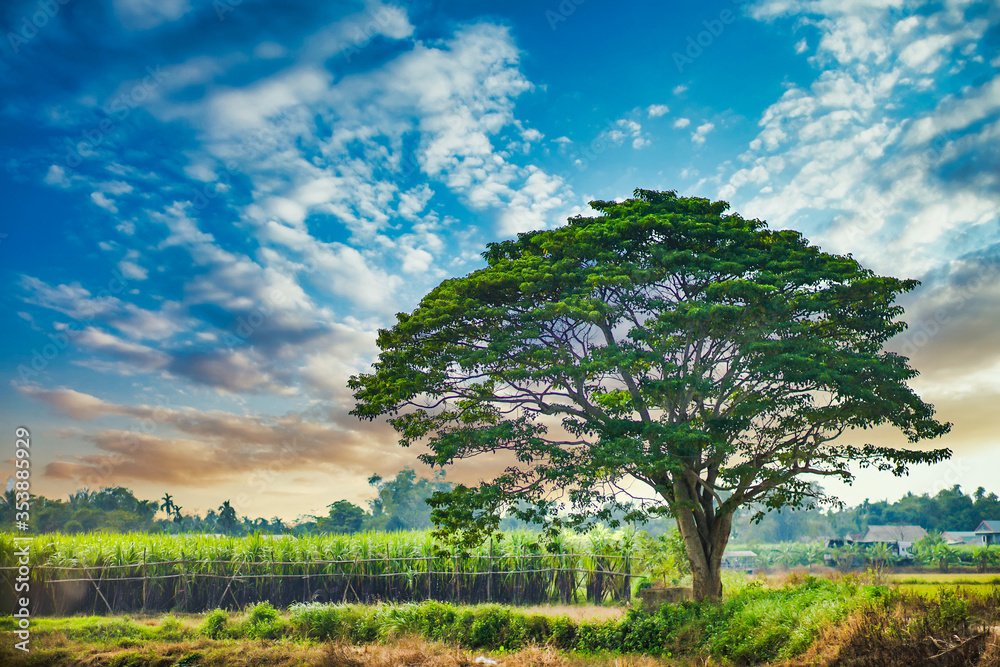 A chinese parasol tree (firmiana simplex) grow lonely in the fields near Do Do village, Quang Dien district, Hue, Vietnam