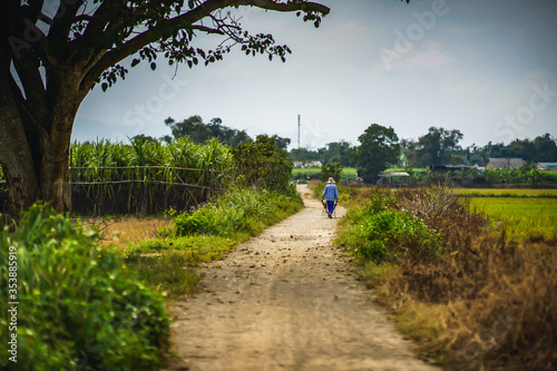 A chinese parasol tree (firmiana simplex) grow lonely in the fields near Do Do village, Quang Dien district, Hue, Vietnam photo