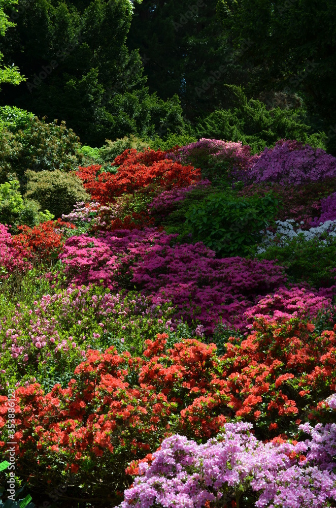 Rhododendron - ogromna zachwycająca kompozycja rozkwitniętych różaneczników, aroboretum Wojsławice Rhododendron - ogromna zachwycająca kompozycja rozkwitniętych różaneczników, aroboretum Wojsławice