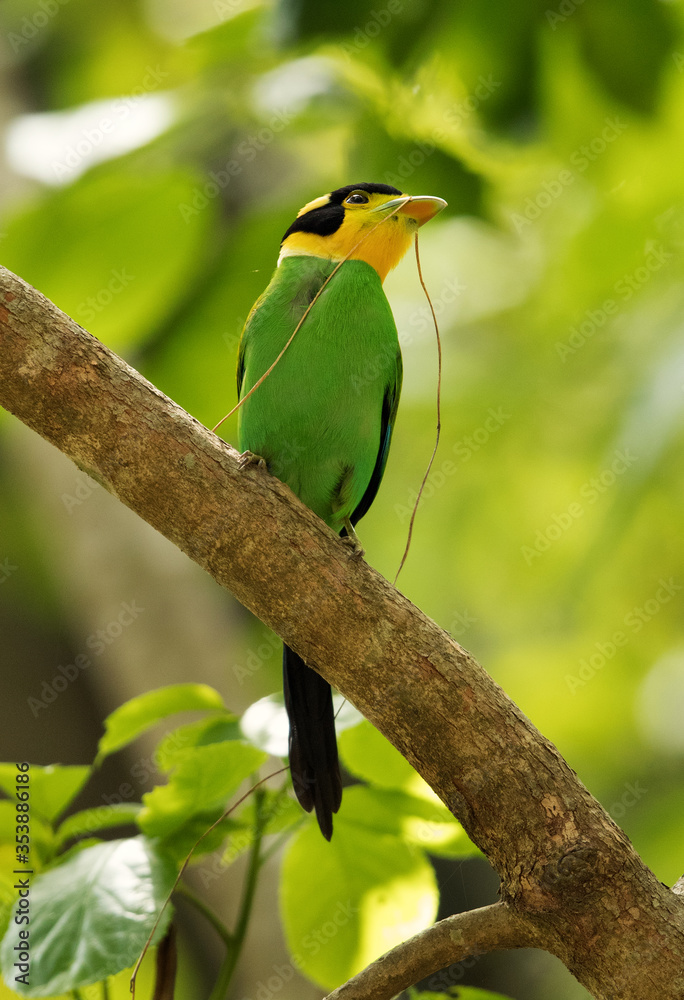 Fototapeta premium Beautiful Long-tailed broadbill with straw