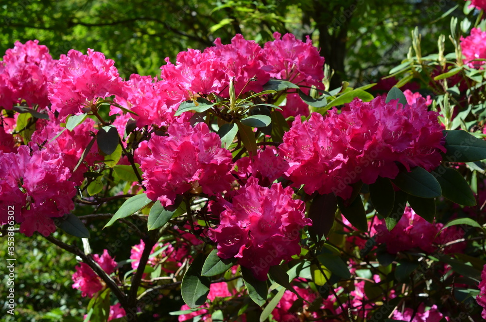 Obraz premium Rododendrony, kwitnące różaneczniki w kolorze fuksja, Rhododendron