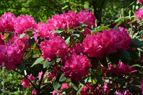 Rododendrony, kwitnące różaneczniki w kolorze fuksja, Rhododendron
