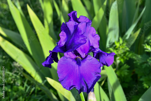 Fototapeta Naklejka Na Ścianę i Meble -  Striking Violet Bearded Iris against green palm leaves