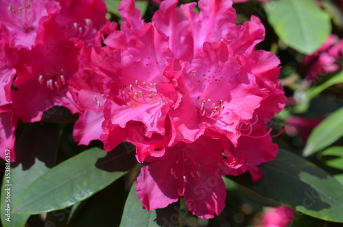 Rododendrony, kwitnące różaneczniki w kolorze fuksja,  Rhododendron