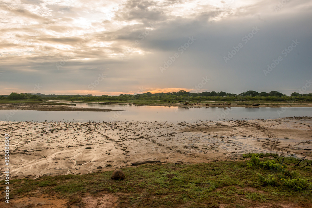 Green landscape with tree and pond of Yala National Park, Sri Lanka..