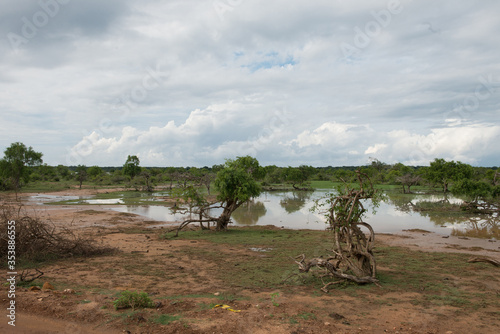 Green landscape with tree and pond of Yala National Park, Sri Lanka..