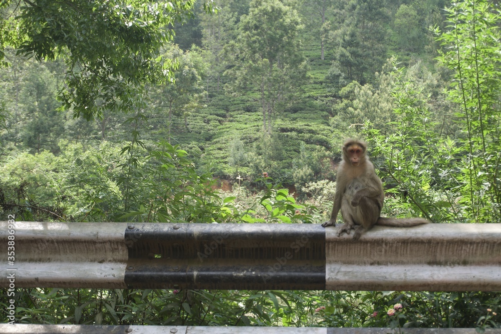 Obraz premium monkey in the forest 