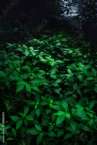 green forest in the night