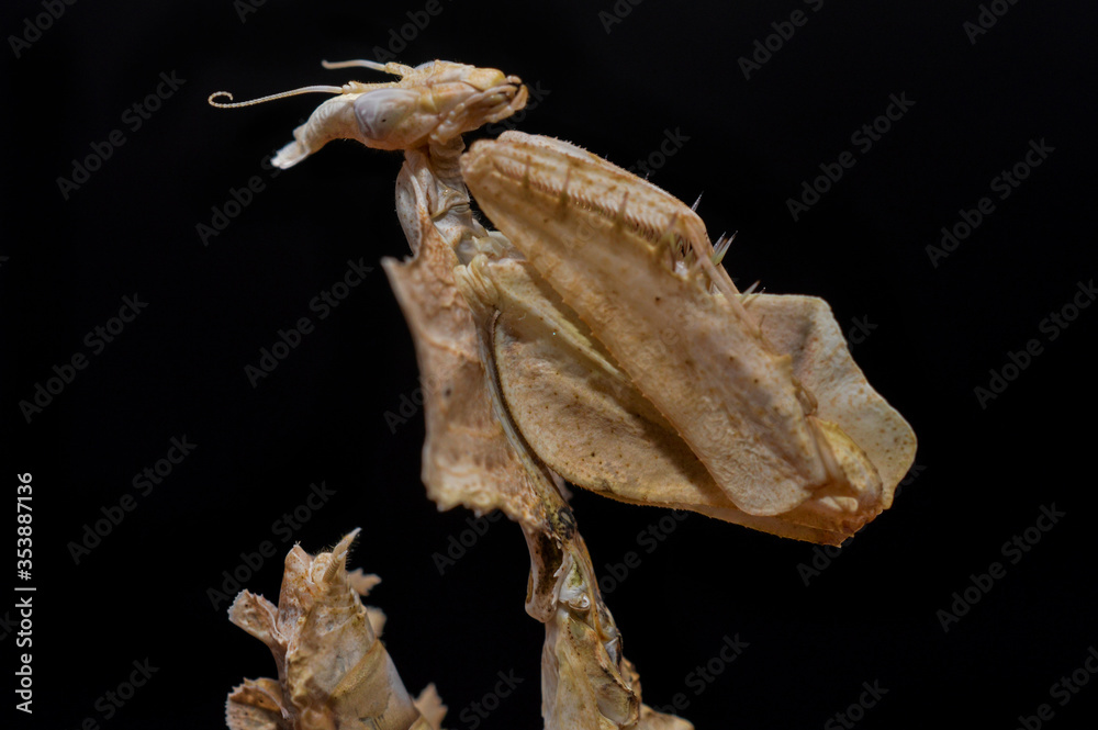 Devils flower praying mantis portrait. Devils flower praying mantis portrait.