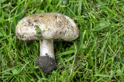 One champignon mushroom lies on green grass, top view