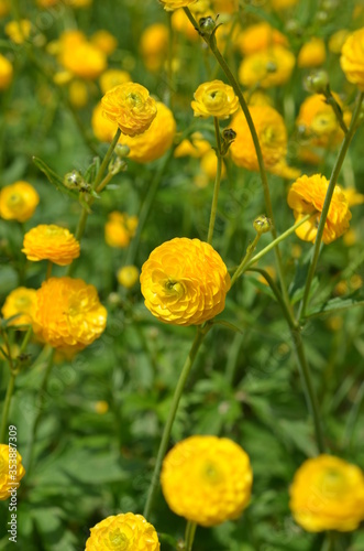 Jaskier ostry, Ranunculus acris, pryszczyniec - roślina w pełnym rozkwicie