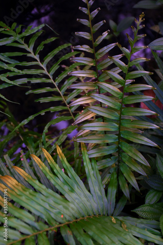 fern leaf in the forest