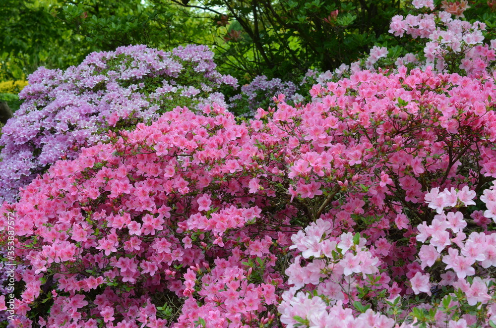 Różowe wielkie krzaki kwitnących rododendronów, Rhododendron Różowe wielkie krzaki kwitnących rododendronów, Rhododendron
