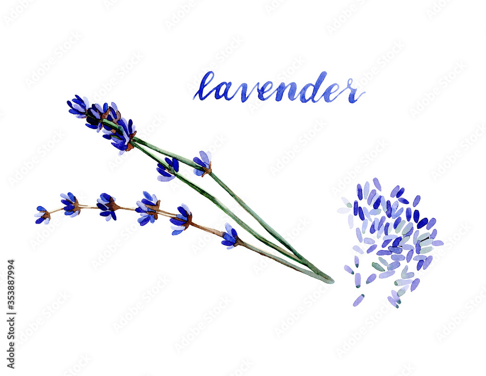 Obraz premium Watercolor lavender illustration. Hand drawn blue lavender flowers isolated on white background. Herbal medicine and aroma therapy