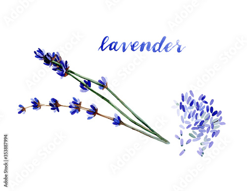 Watercolor lavender illustration. Hand drawn blue lavender flowers isolated on white background. Herbal medicine and aroma therapy