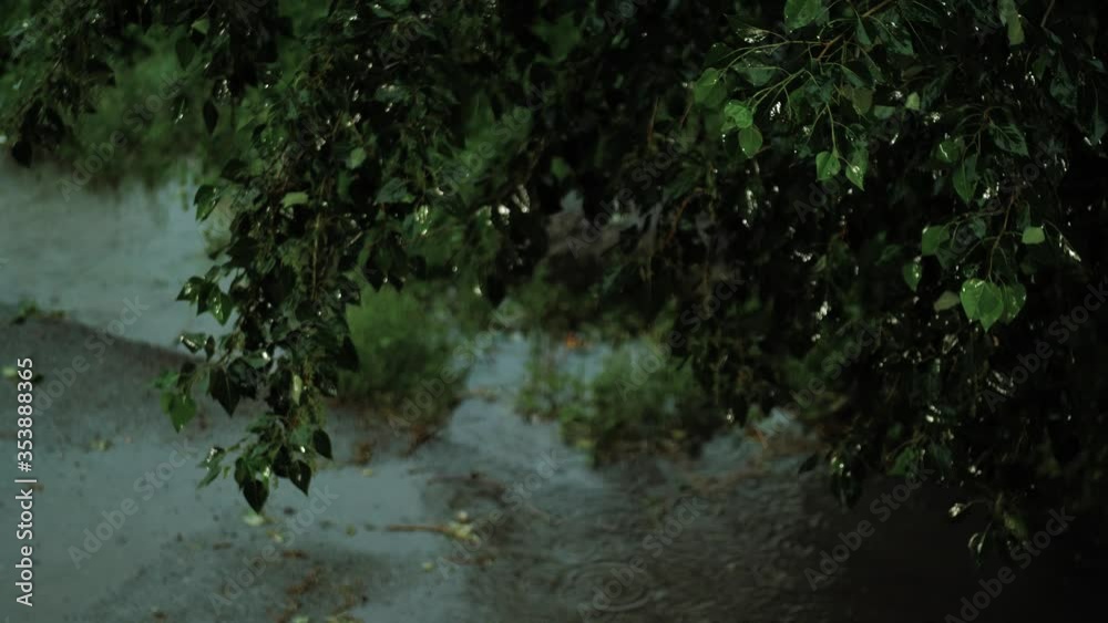 Night rain. Beautiful evening rain on background of hanging tree branches and green leaves Night rain. Beautiful evening rain on background of hanging tree branches and green leaves