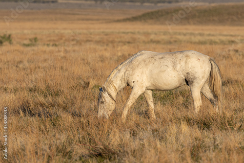 Wild Horse Stallion in the Utah Desert