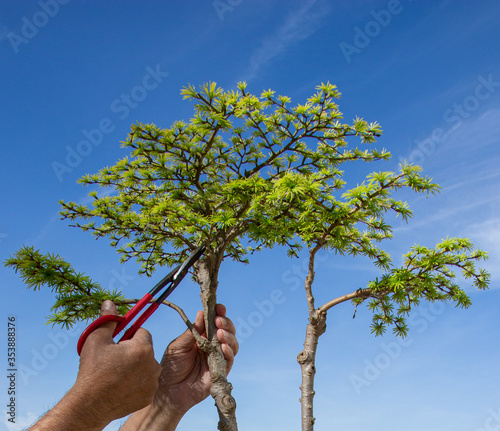 Pruning bonsai during lockdown. The hands of an elderly man holding red shears, trimming a two-foot, twelve-year-old, Chinese golden larch against a bright blue background.
