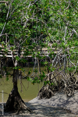Lowtide and a rickety wooden bridge across a croc infested stream in the Costa Rican Jungle © Jorge Moro