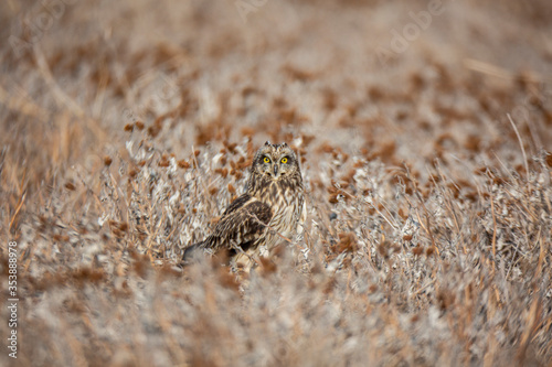 Short-eared Owl (Asio flammeus) bird in natural field and wildlife nature.