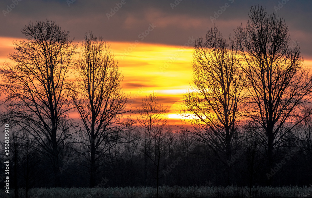 Fototapeta premium sunset behind the trees