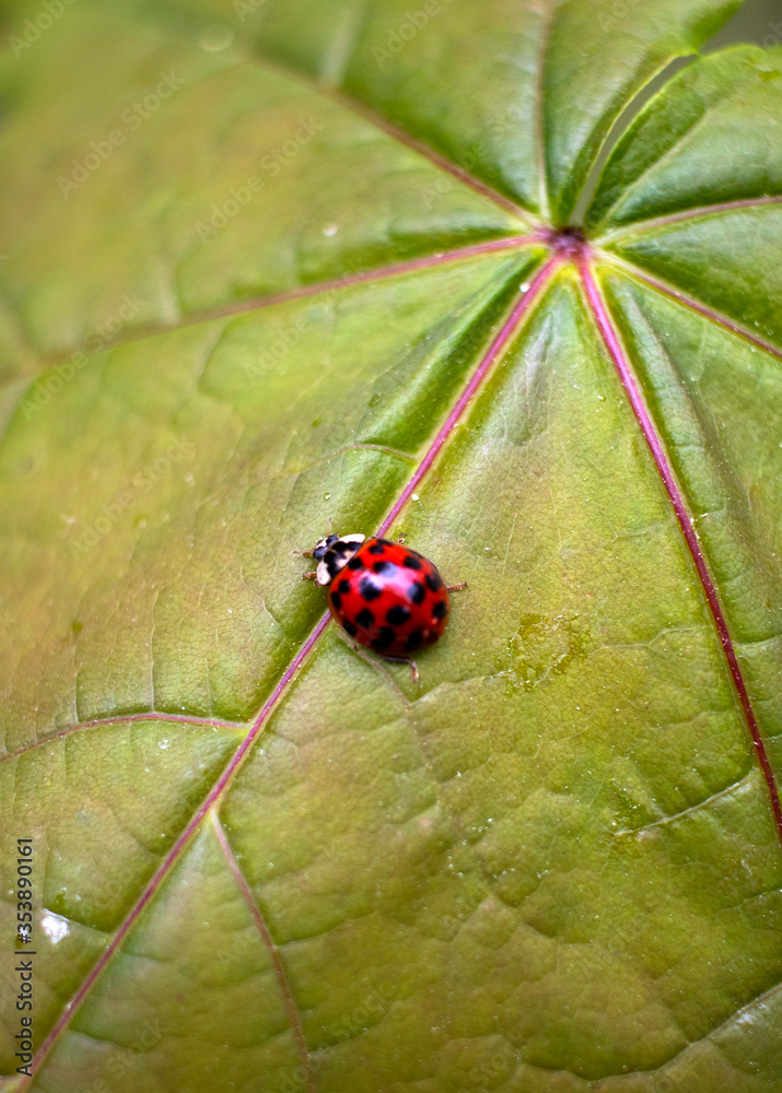 Fototapeta premium A red ladybug sits on a green leaf on a hot and sunny summer day.