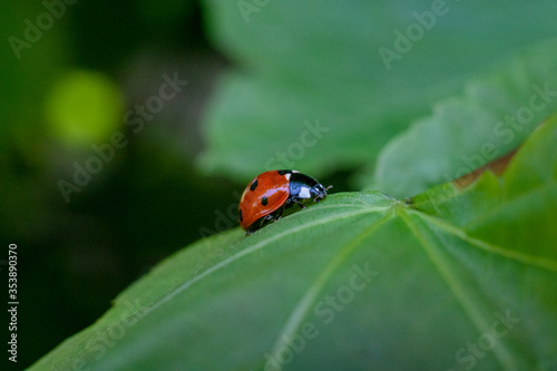 Macro of a ladybird on a green leaf