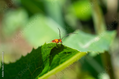 Macro of a red insect on a green leaf