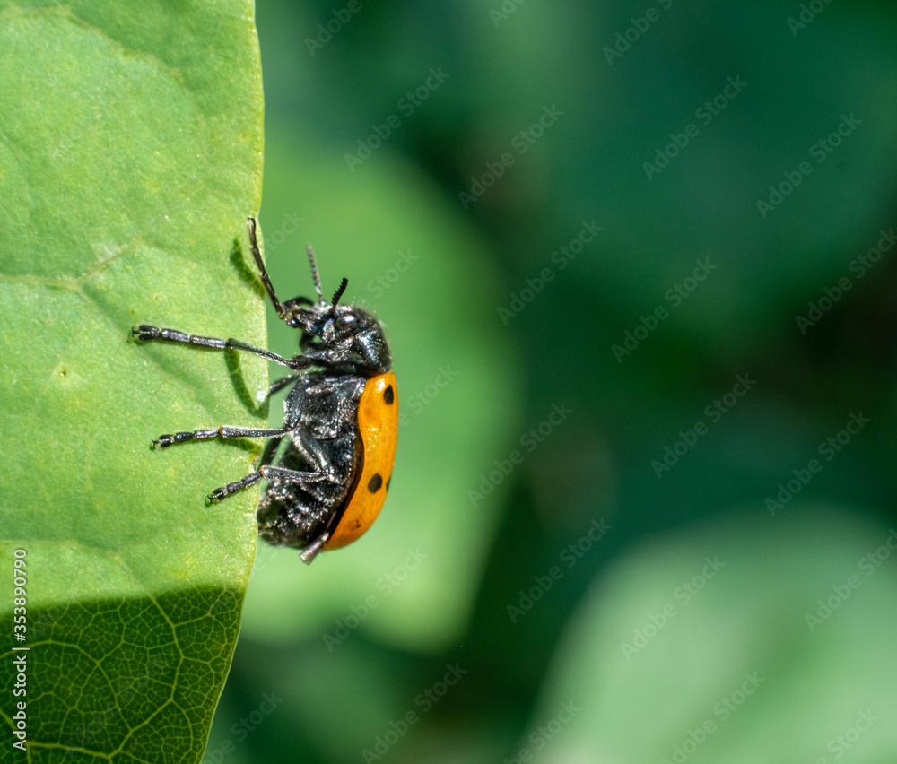 Naklejka premium Macro of a ladybird on a green leaf