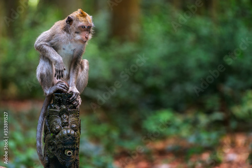 Sangeh Monkey Forest is a sanctuary for grey long-tailed macaques in the village of the same name in south-central Bali. Super curious and fascinating creatures always ready for fun. photo