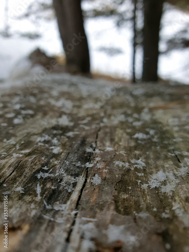 snowflakes are lying on a fallen tree