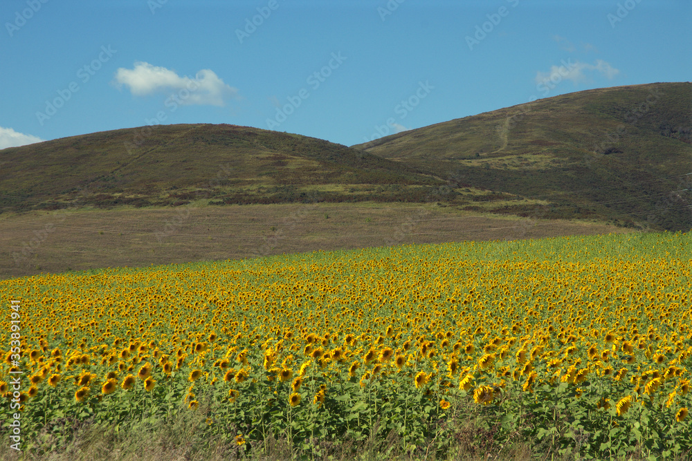 A field of blooming sunflowers on a background hills on a sunny day