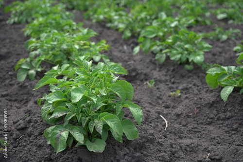 Growing potatoes, sprouts in a row.Beautiful green potatoes growing in the field. Photo.Landscape.