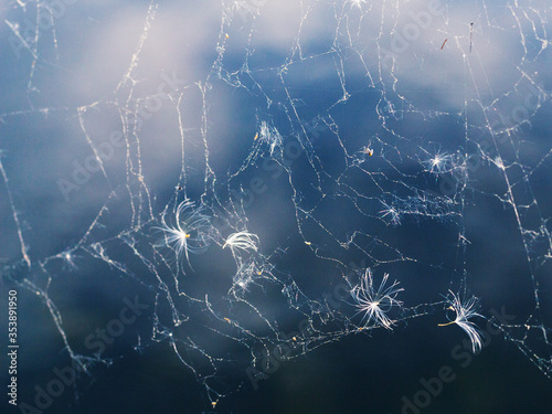 spider web with fluffs