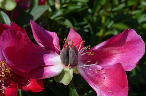 Przekwitłe kwiatostany piwonii chińskiej, Peonia lactiflora photo