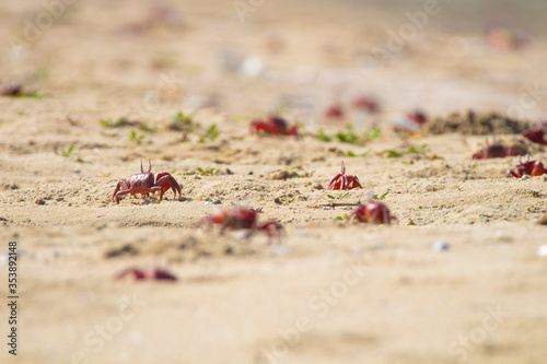 Red ghost crabs walking in sea shore