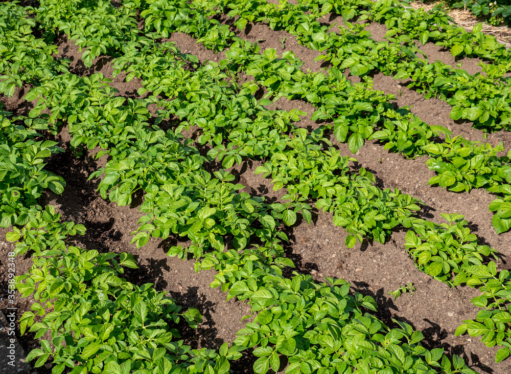 Gemüsebeet mit Biokartoffeln Gemüsebeet mit Biokartoffeln