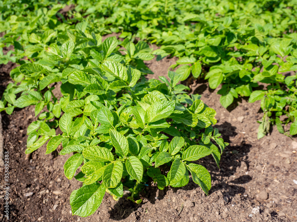 Bio Kartoffelpflanzen im Garten