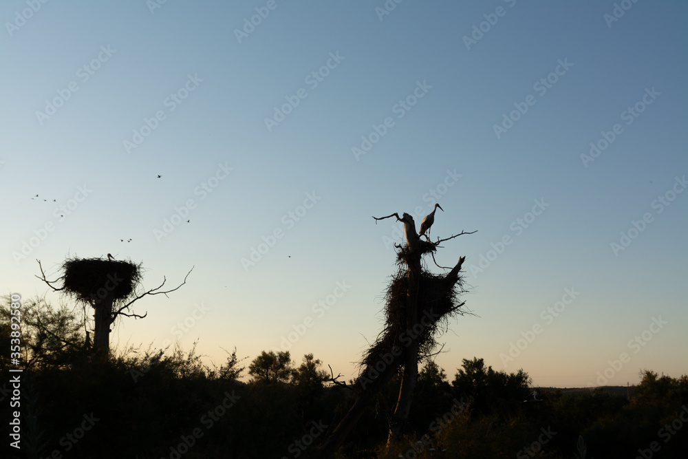 Stork silhouettes and Stork nests at sunset.