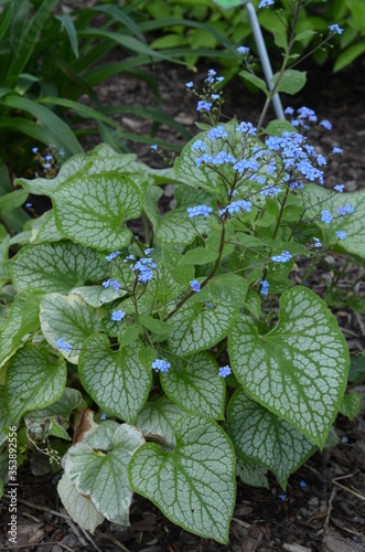 Brunera wielkolistna, roślina w rozkwicie, Brunnera macrophylla photo