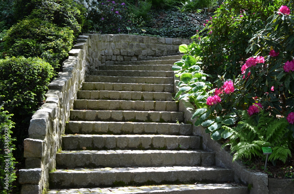 Kamienne schody w ogrodzie wśród bujnej zieleni i kwitnących rododendronów - obrazy, fototapety, plakaty 