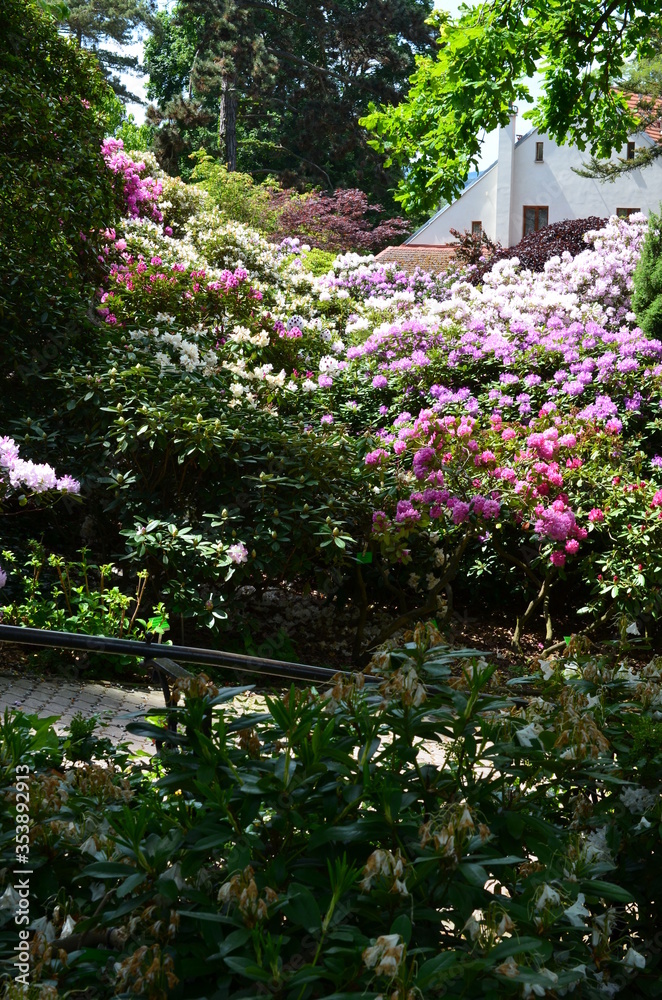 Aleja kwitnących rododendronów, Rhododendron, Wojsławice, Arboretum, Polska