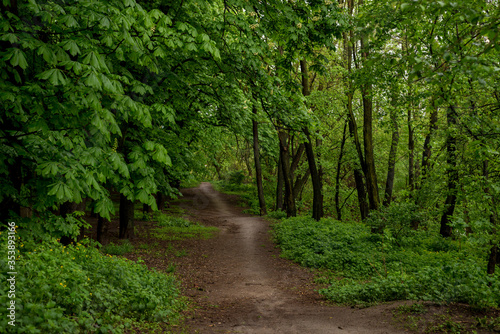 Chestnut trees and path in the spring forest after the rain. Fresh spring foliage background.