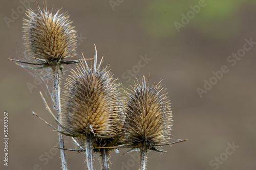 Dry thistle plants, copy space for text or design work