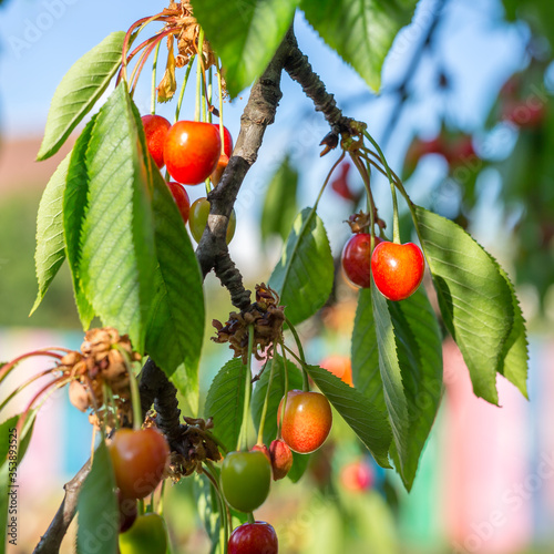 Sweet red cherries on a tree branch, close up
