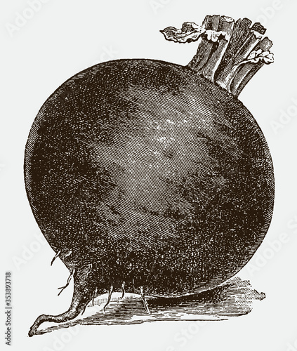 Single, globular beet lying slightly tilted to the side, after a historical engraving from the early 20th century
