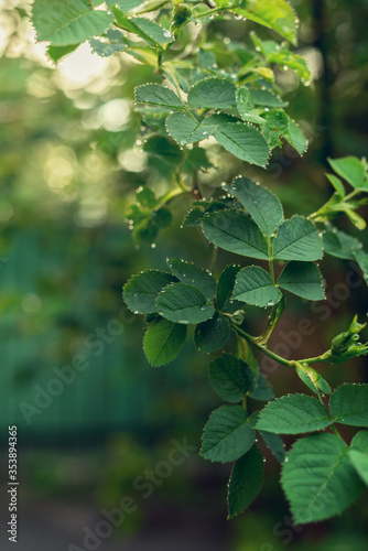 Green leaves of a rose bush covered by dewdrops. Fresh spring foliage background. photo