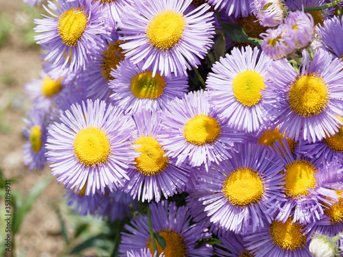 Aster tongolensis ou aster de printemps aux ligules fines de couleur bleu mauve  coeur jaune orange 