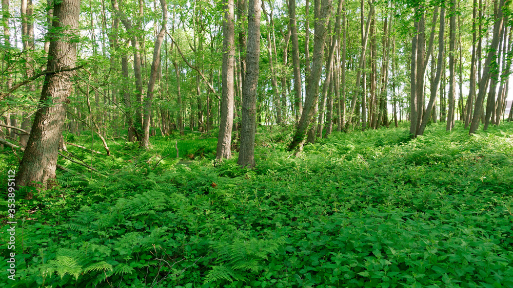 Im Wald